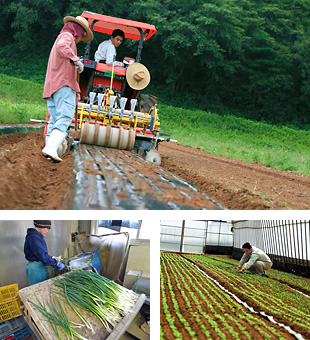 有機野菜の生産：農業生産法人・寺岡有機農場有限会社